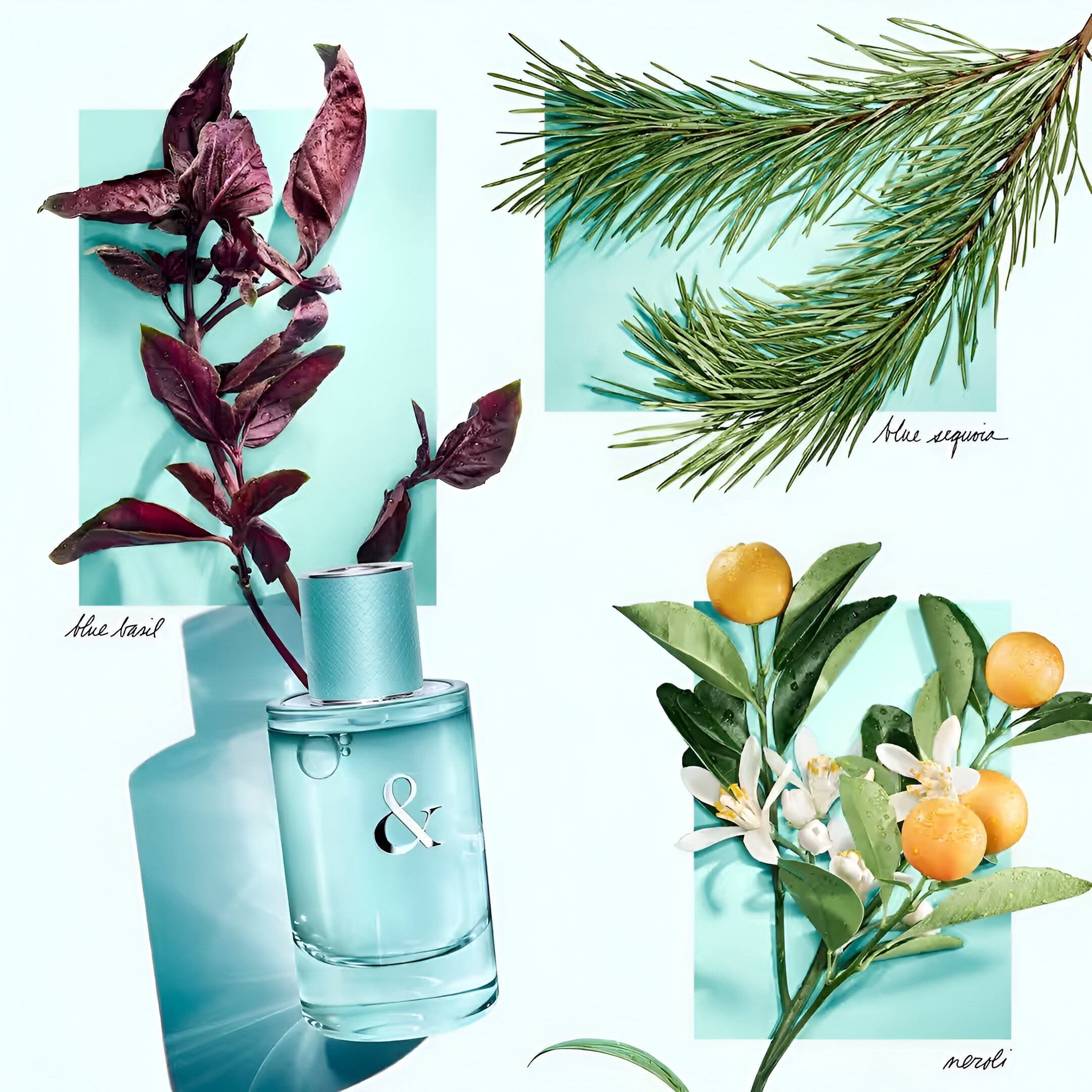 تيفاني آند كو. عطر تيفاني آند لوف فور هير