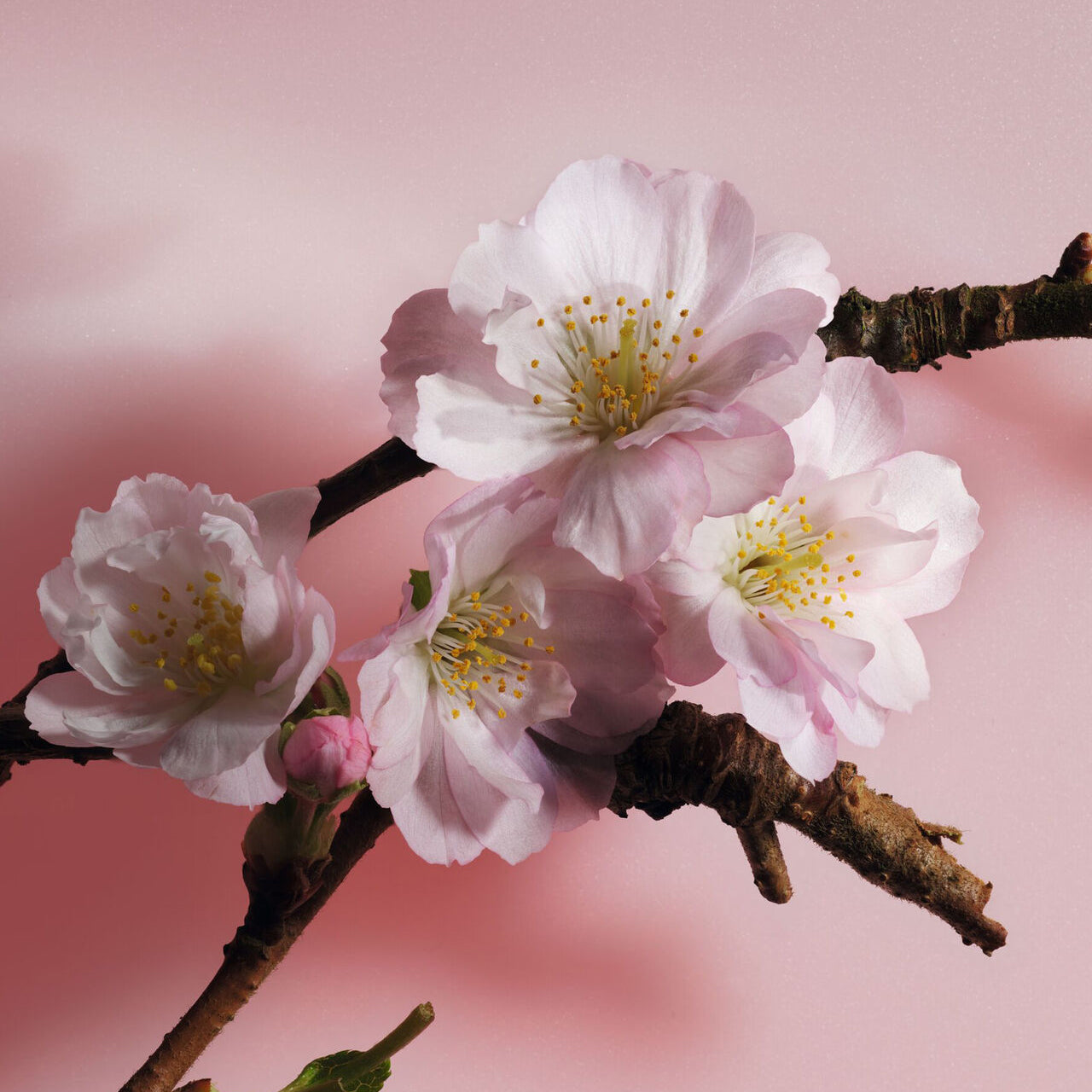 عطر ديور ساكورا