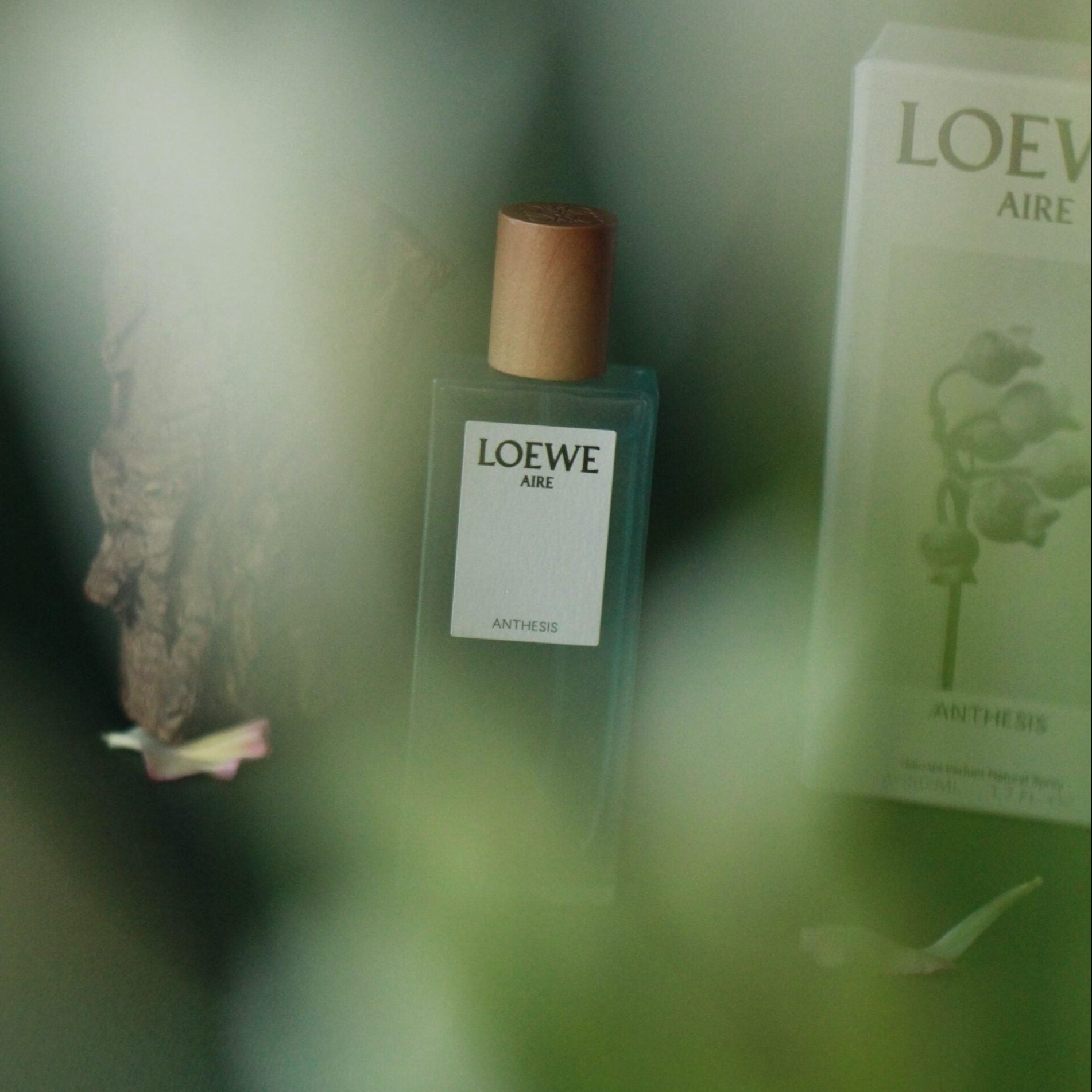 Shop Loewe Aire Anthesis EDP | My Perfume Shop Qatar